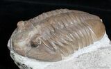 D Asaphus Expansus Trilobite - #2788-2